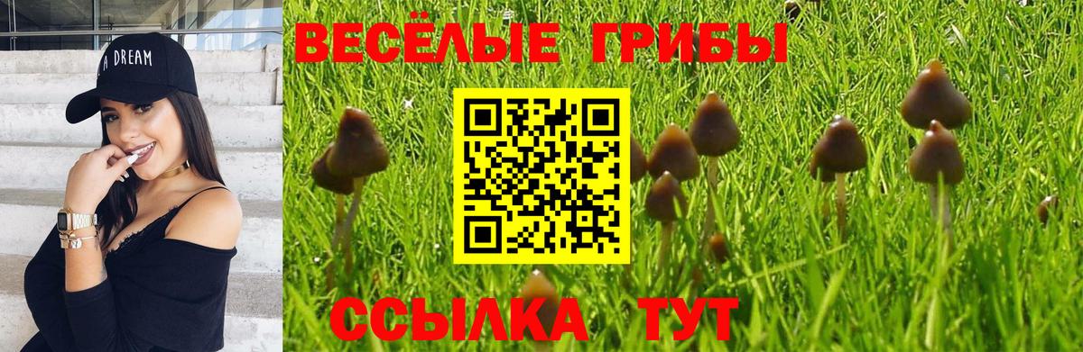 Галлюциногенные грибы Psilocybe Ефремов
